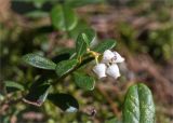 Arctostaphylos uva-ursi. Верхушка побега с соцветием. Ленинградская обл., Кингисеппский р-н, Кургальский п-ов, берег оз. Белое, смешанный лес. 30.05.2021.