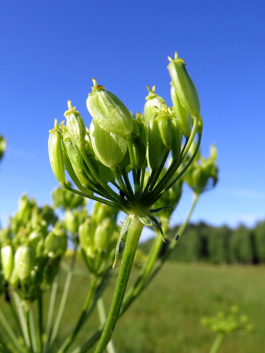 Изображение особи Heracleum sibiricum.