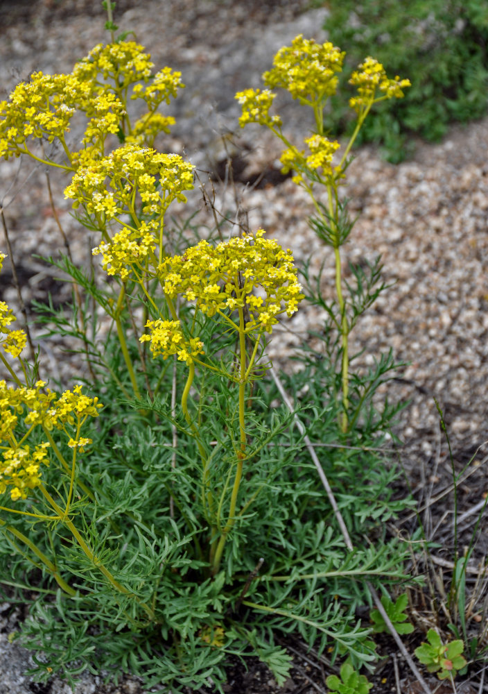 Image of Patrinia intermedia specimen.