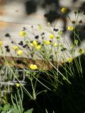 Ranunculus polyanthemos