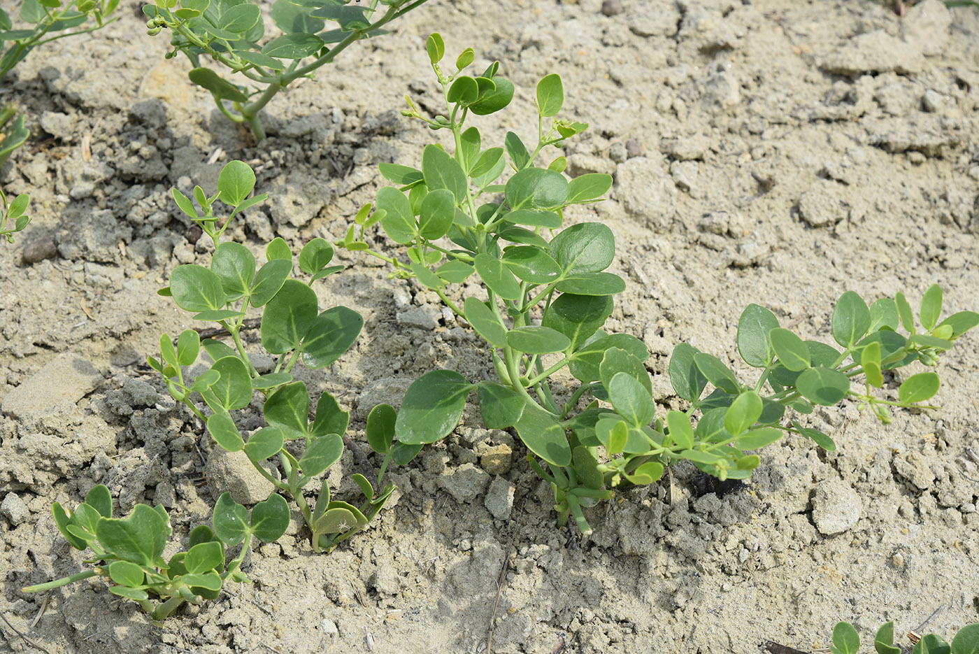 Изображение особи Zygophyllum oxianum.