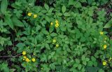 Potentilla cryptotaeniae. Цветущие растения в сообществе с Glycine soja, Lysimachia clethroides и Viola. Приморье, Хасанский р-н, о-в Фуругельма, опушка широколиственного леса. 16.08.2015.