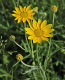 Eriophyllum lanatum