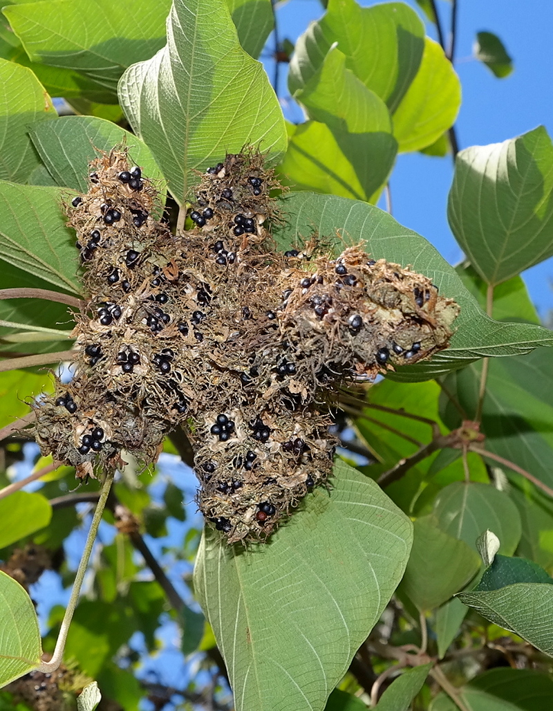 Изображение особи Mallotus japonicus.