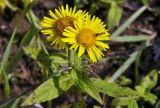 Inula japonica