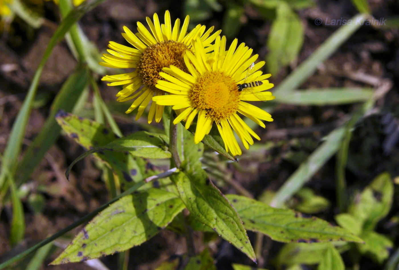 Image of Inula japonica specimen.