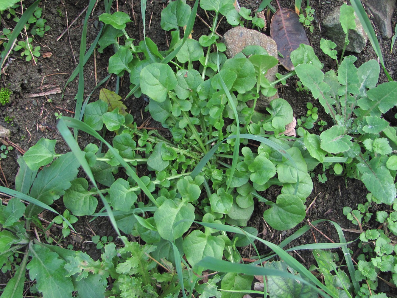 Изображение особи род Cardamine.