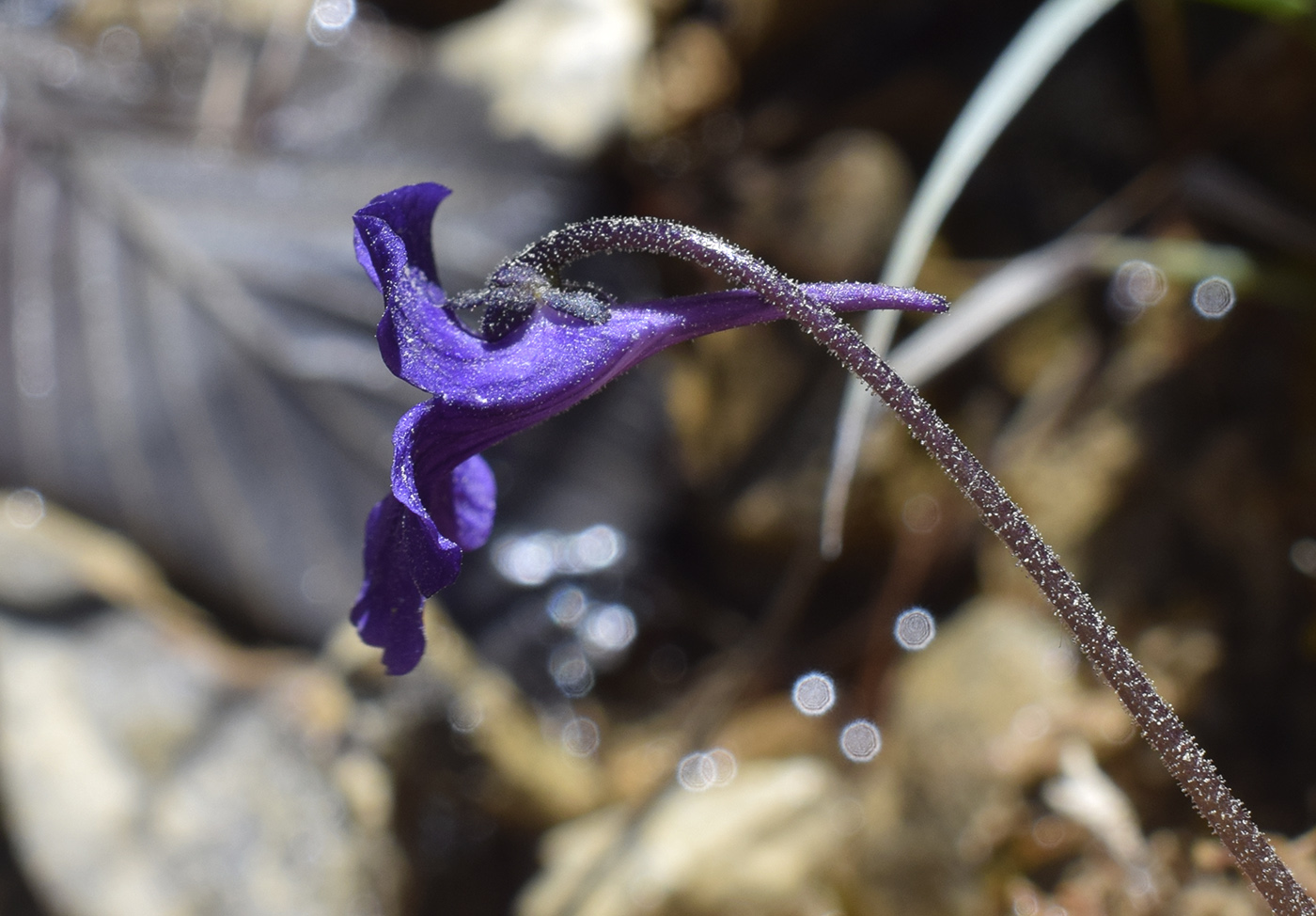 Image of Pinguicula vulgaris specimen.