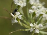 Image of taxon representative. Author is Лариса Крайник