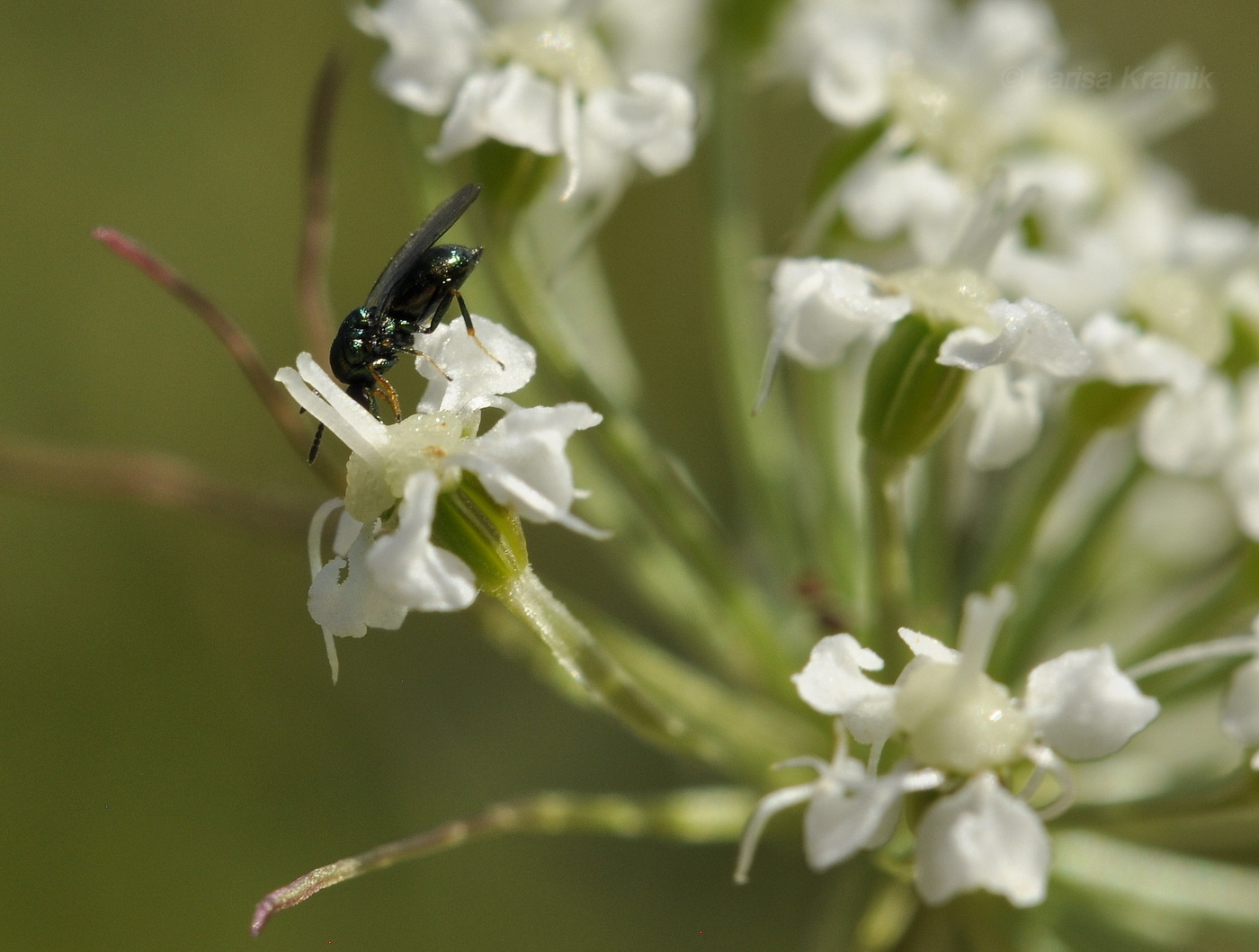 Image of Ostericum maximowiczii specimen.