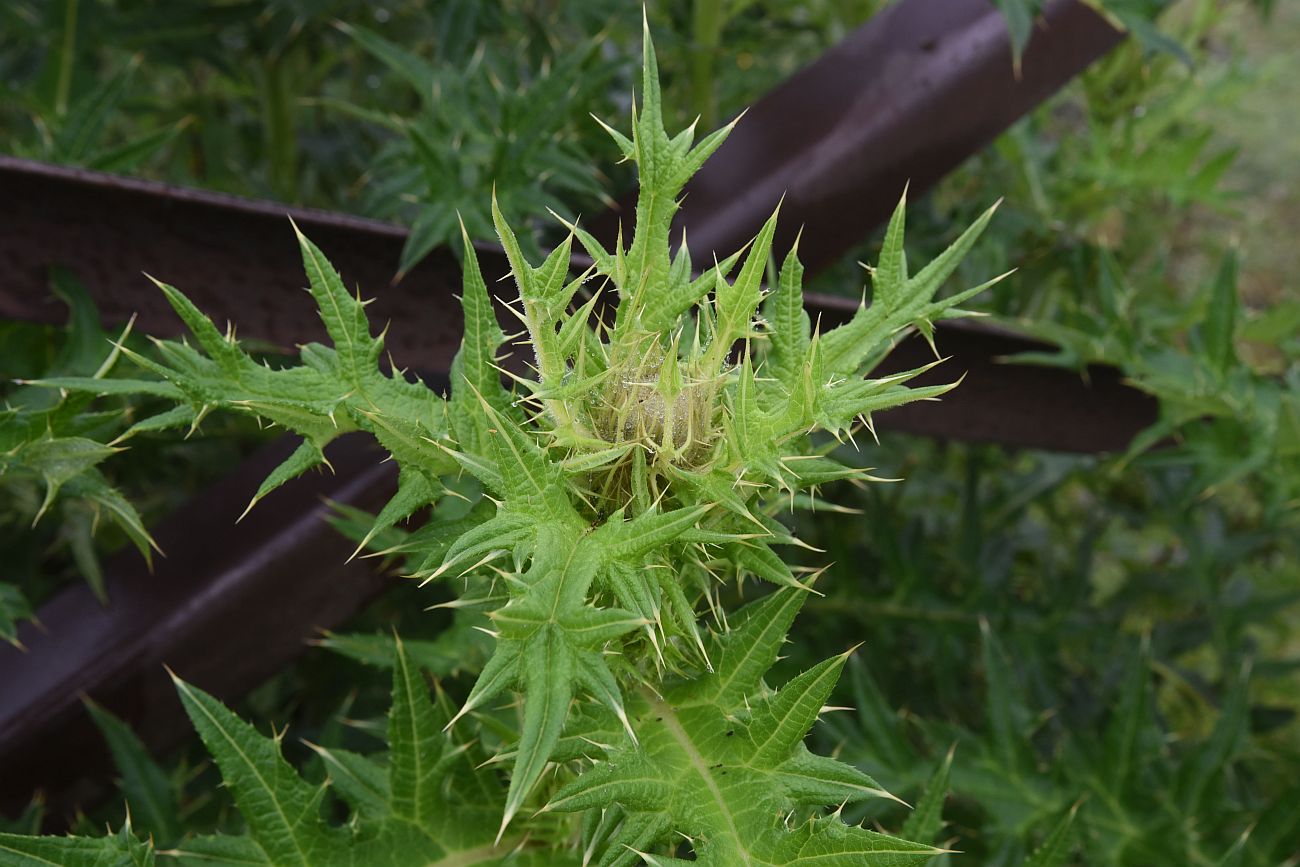 Image of genus Cirsium specimen.