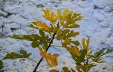 Ficus carica. Побег. Марокко, обл. Танжер - Тетуан - Эль-Хосейма, хр. Эр-Риф, г. Шефшауэн, ≈ 600 м н.у.м., трещина в стене. 05.01.2023.