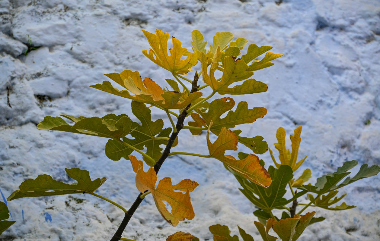 Image of Ficus carica specimen.