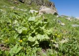 Senecio taraxacifolius. Растение с развивающимися соцветиями. Карачаево-Черкесия, Урупский р-н, Кавказский биосферный заповедник, Имеретинский горный узел, СВ склон пика Ставрополь, верхняя стоянка Имеретинской тропы, ≈ 2400 м н.у.м., альпийский луг. 28.07.2022.