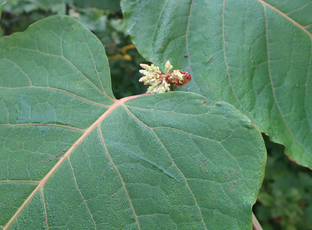 Изображение особи Reynoutria sachalinensis.