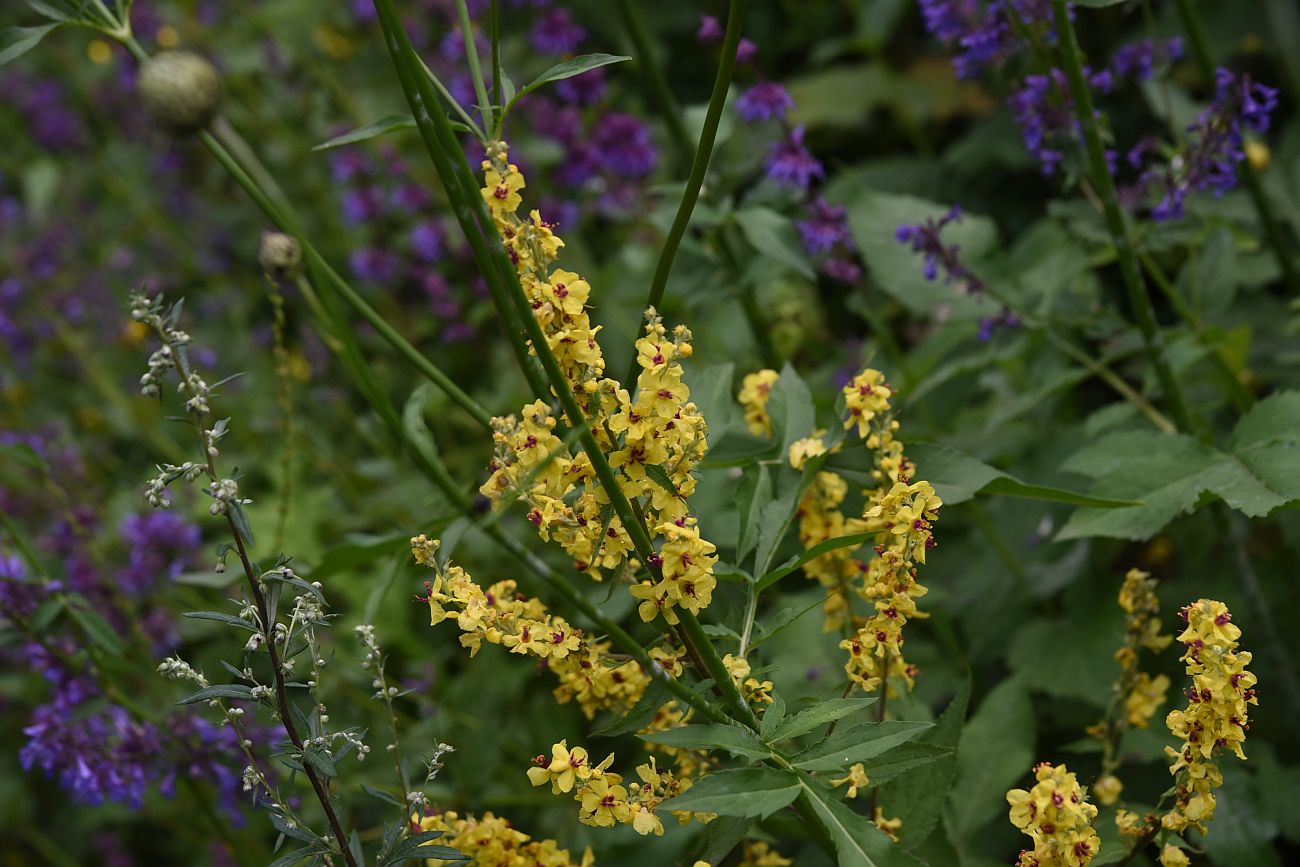 Image of Verbascum marschallianum specimen.