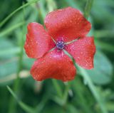 Papaver rhoeas. Цветок в каплях дождя. Москва, Аптекарский огород, экспозиция луговых растений, в культуре. 18.09.2022.