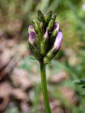 Astragalus danicus