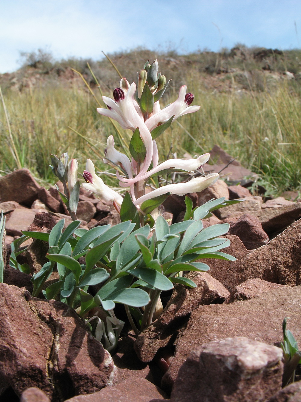 Image of Corydalis schanginii specimen.