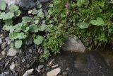 Epilobium montanum. Цветущее и плодоносящее растение в сообществе с Tussilago farfara (широкие листья), Trifolium и злаками. Республика Ингушетия, Джейрахский р-н, окр. альплагеря \"Кязи\", выс. 2070 м н.у.м, берег ручья. 23 июля 2022 г.