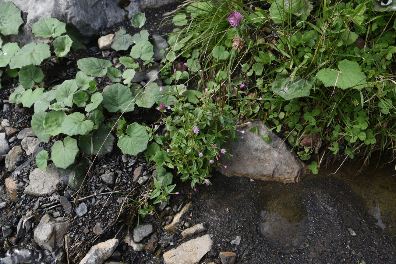 Image of Epilobium montanum specimen.