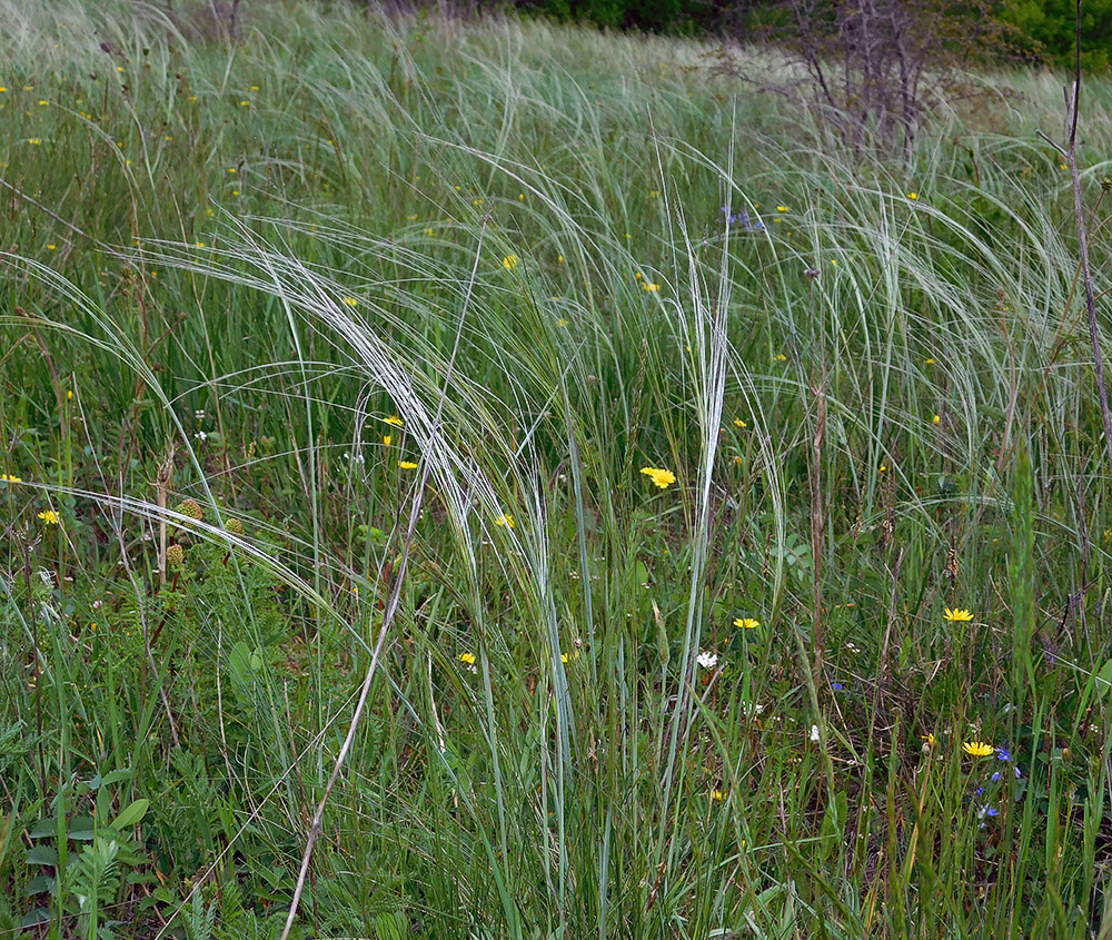 Изображение особи Stipa lessingiana.