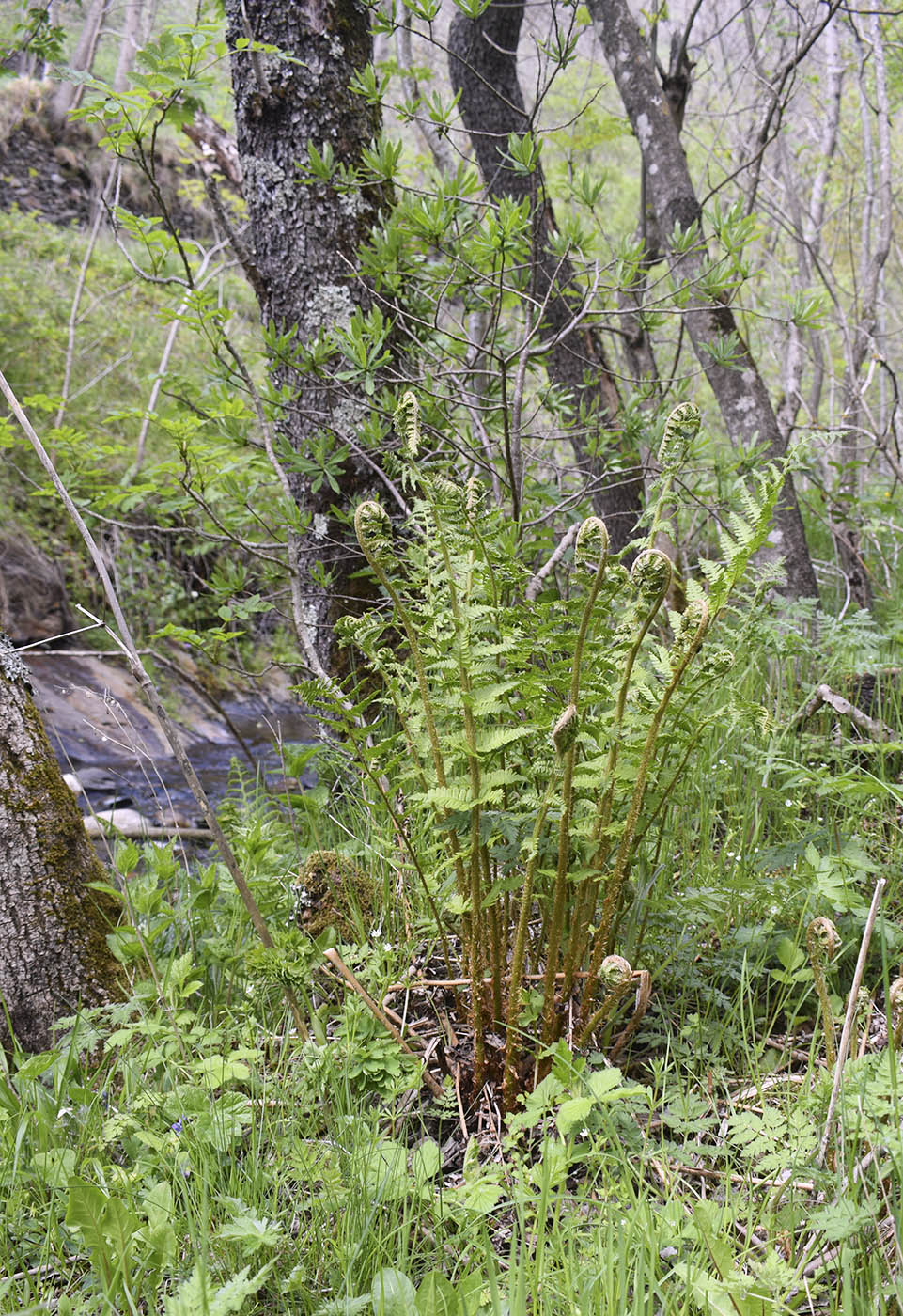 Image of genus Dryopteris specimen.