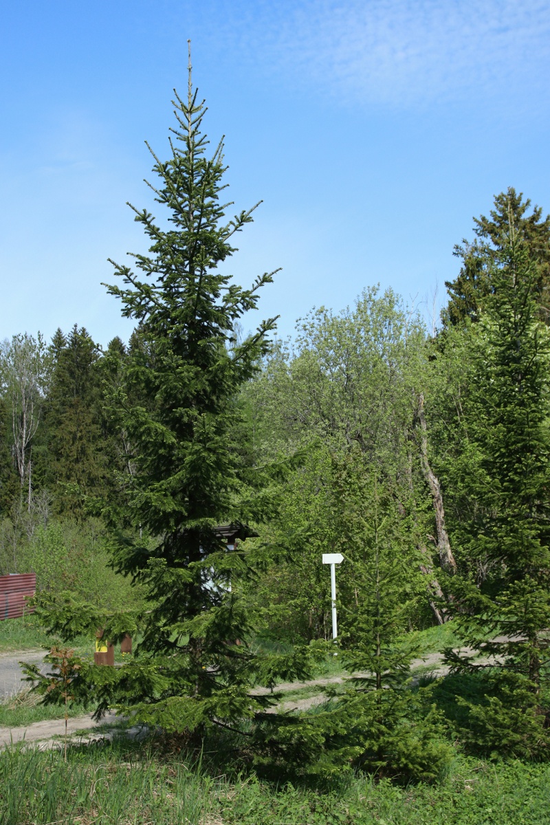 Image of Abies sibirica specimen.