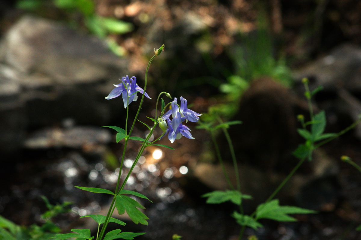 Image of Aquilegia olympica specimen.