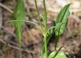 Scorzonera humilis. Средняя часть растения с основаниями генеративных побегов. Ленинградская обл., Лужский р-н, окр. оз. Лебевое, сосновый бор. 11.06.2023.