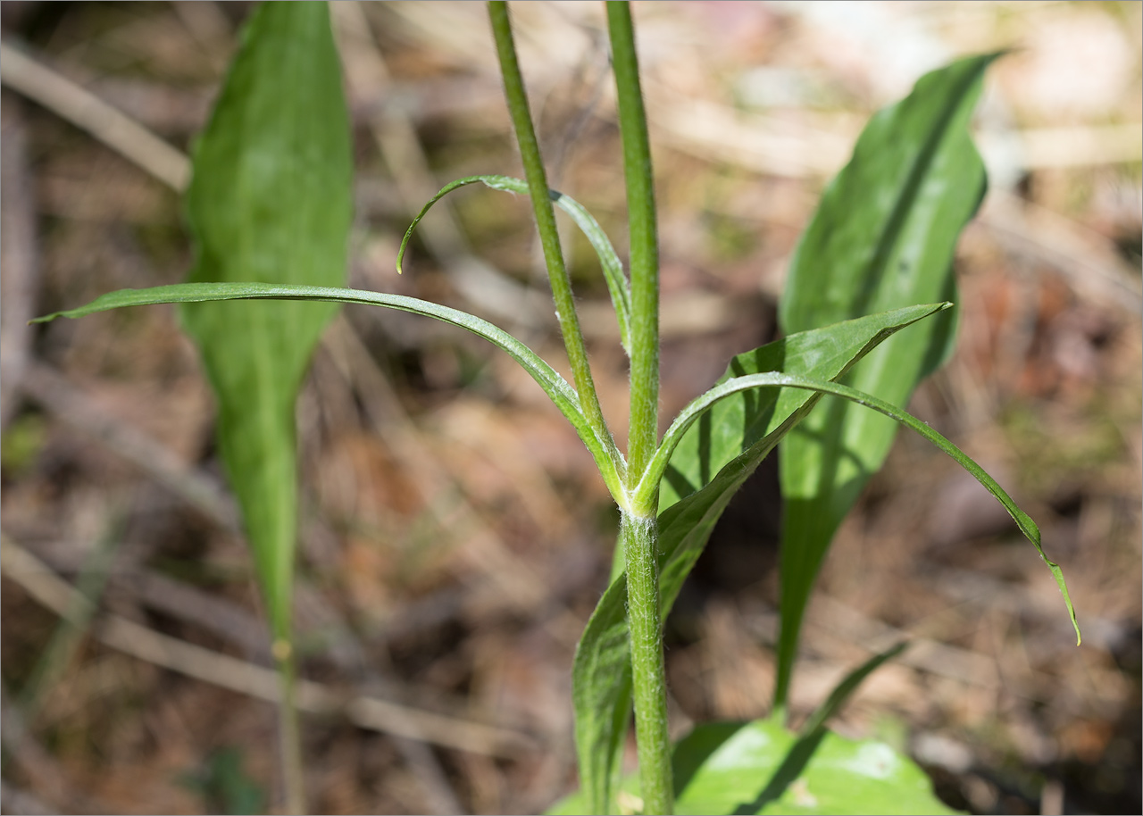 Изображение особи Scorzonera humilis.