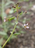 Cleome daghestanica. Верхушка побега с соцветием. Дагестан, Унцукульский р-н, окр. с. Ирганай, сланцевый склон. 22 июня 2023 г.