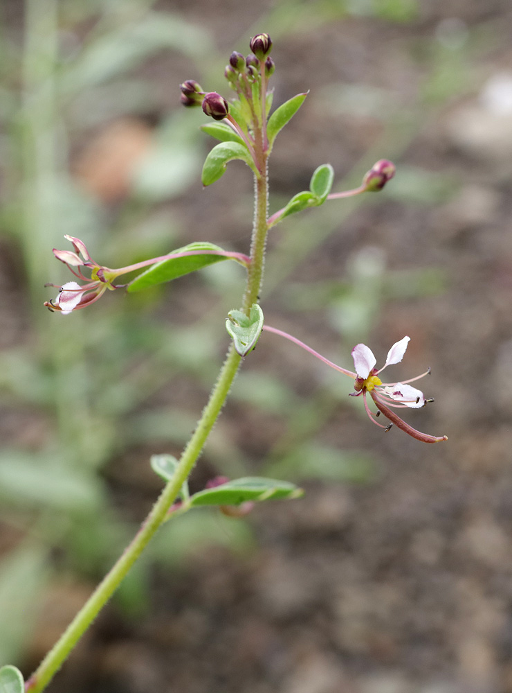 Image of Cleome daghestanica specimen.
