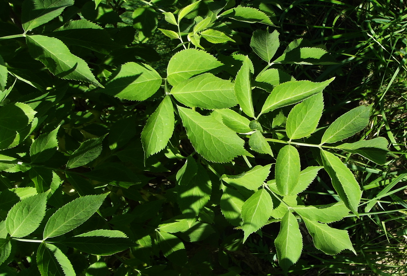 Изображение особи род Sambucus.