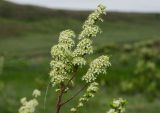 род Spiraea