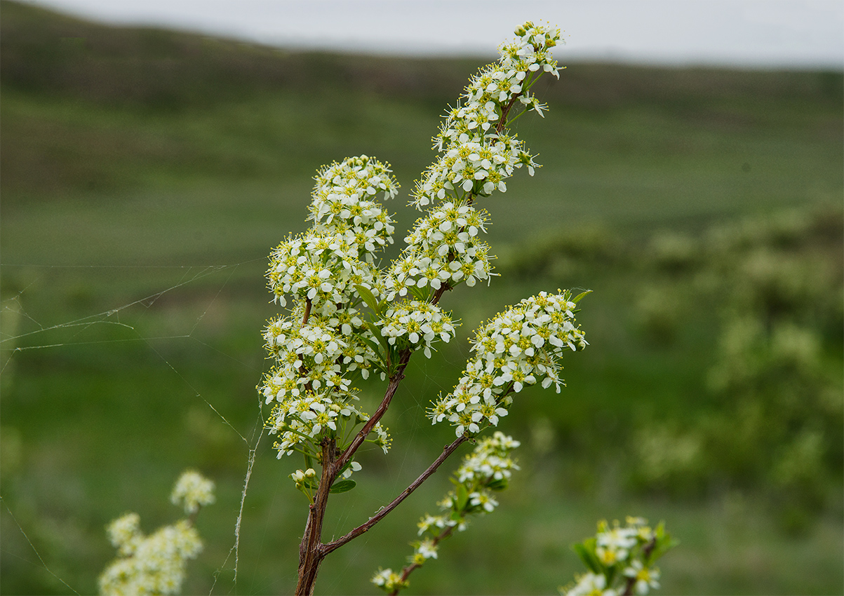 Image of genus Spiraea specimen.