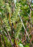 Salix phylicifolia. Часть ветви с соплодиями. Мурманская обл., Кольский р-н, сельское поселение Териберка, о. Кильдин, западный берег оз. Могильное, кустарничковая тундра. 24.06.2023.