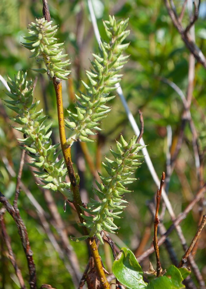 Изображение особи Salix phylicifolia.