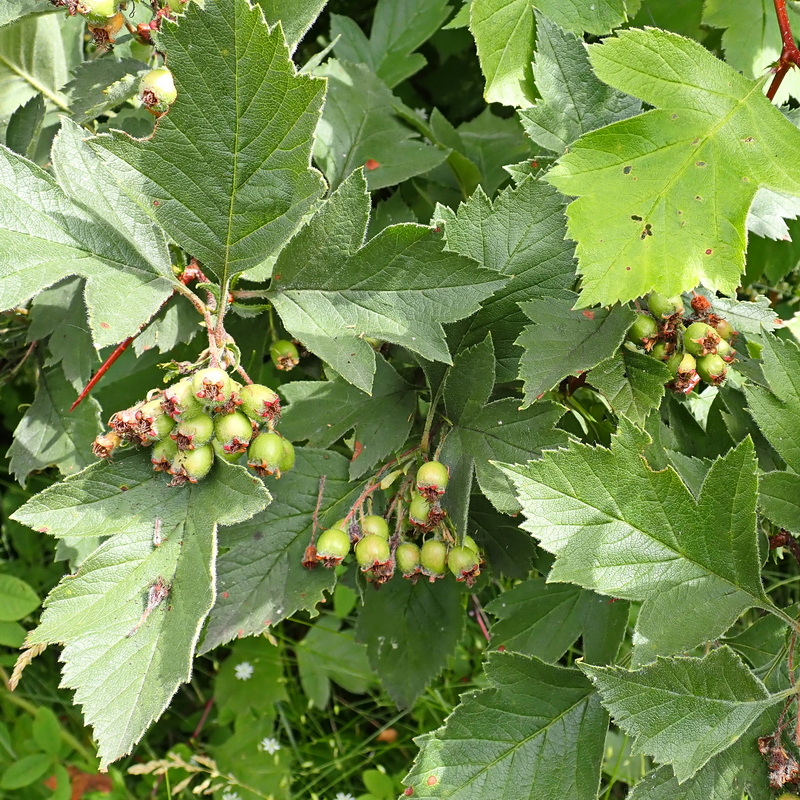 Image of Crataegus maximowiczii specimen.