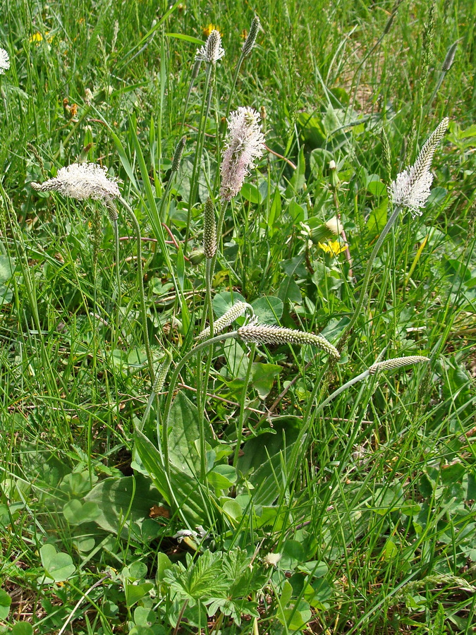 Image of Plantago media specimen.