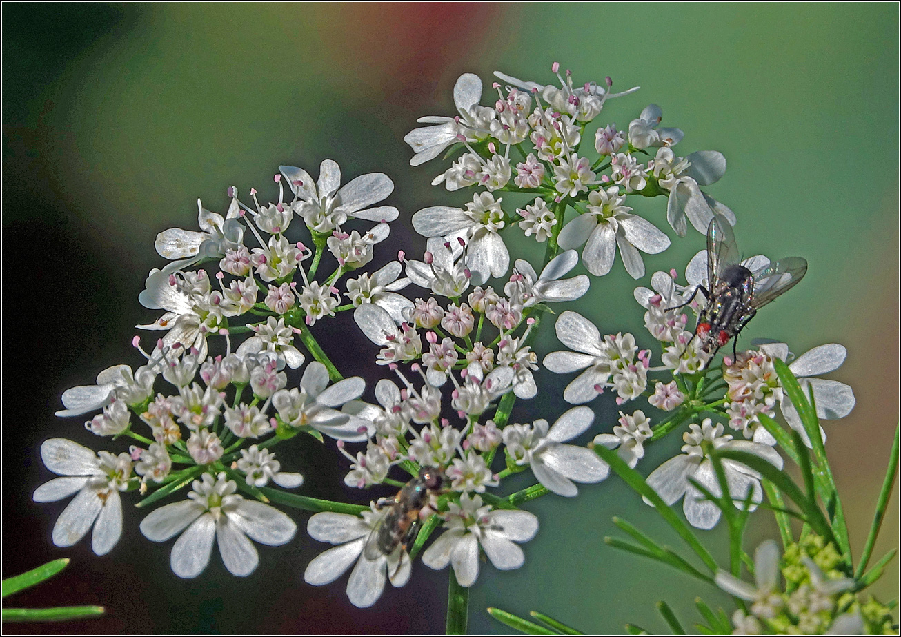 Изображение особи Coriandrum sativum.