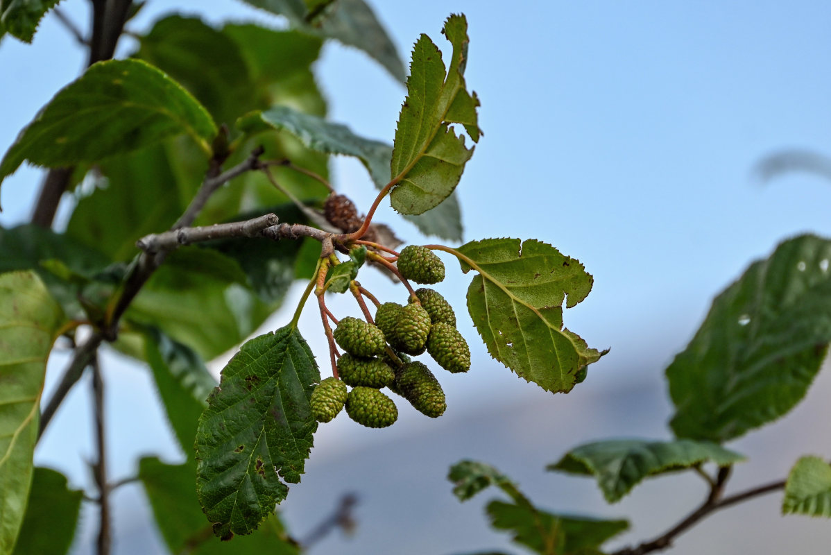 Image of Duschekia fruticosa specimen.