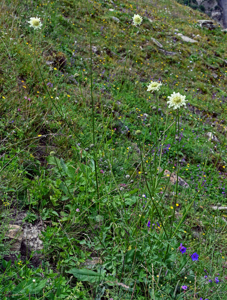 Изображение особи Cephalaria gigantea.