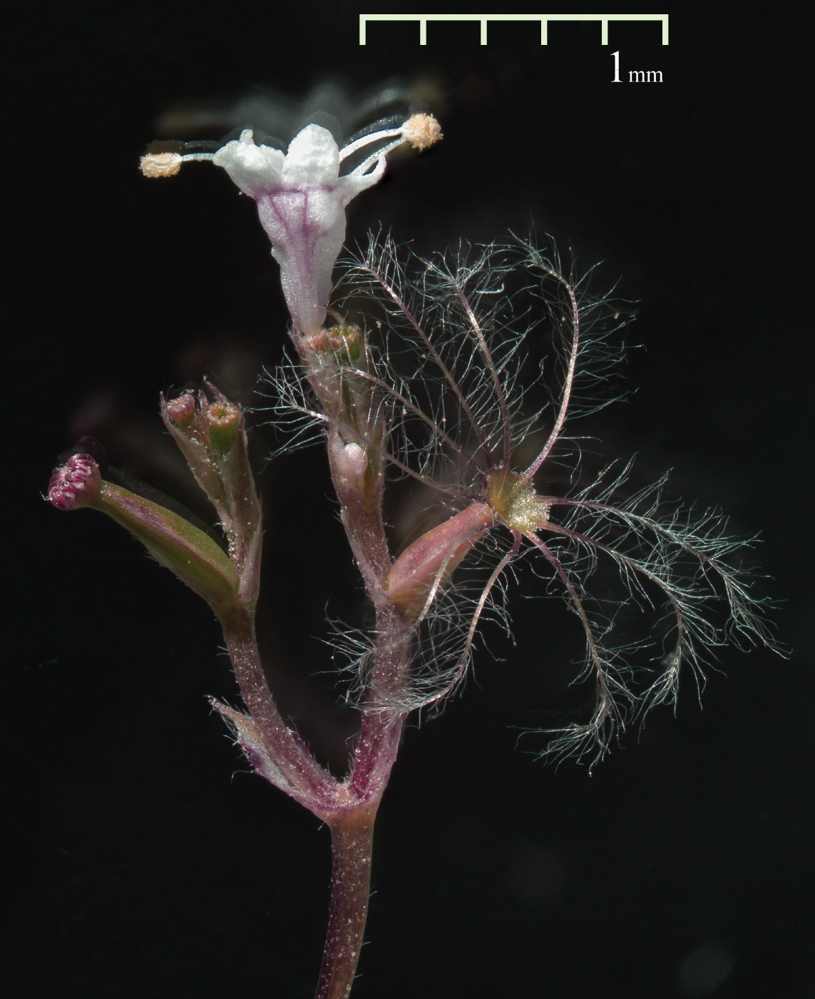 Изображение особи Valeriana officinalis.