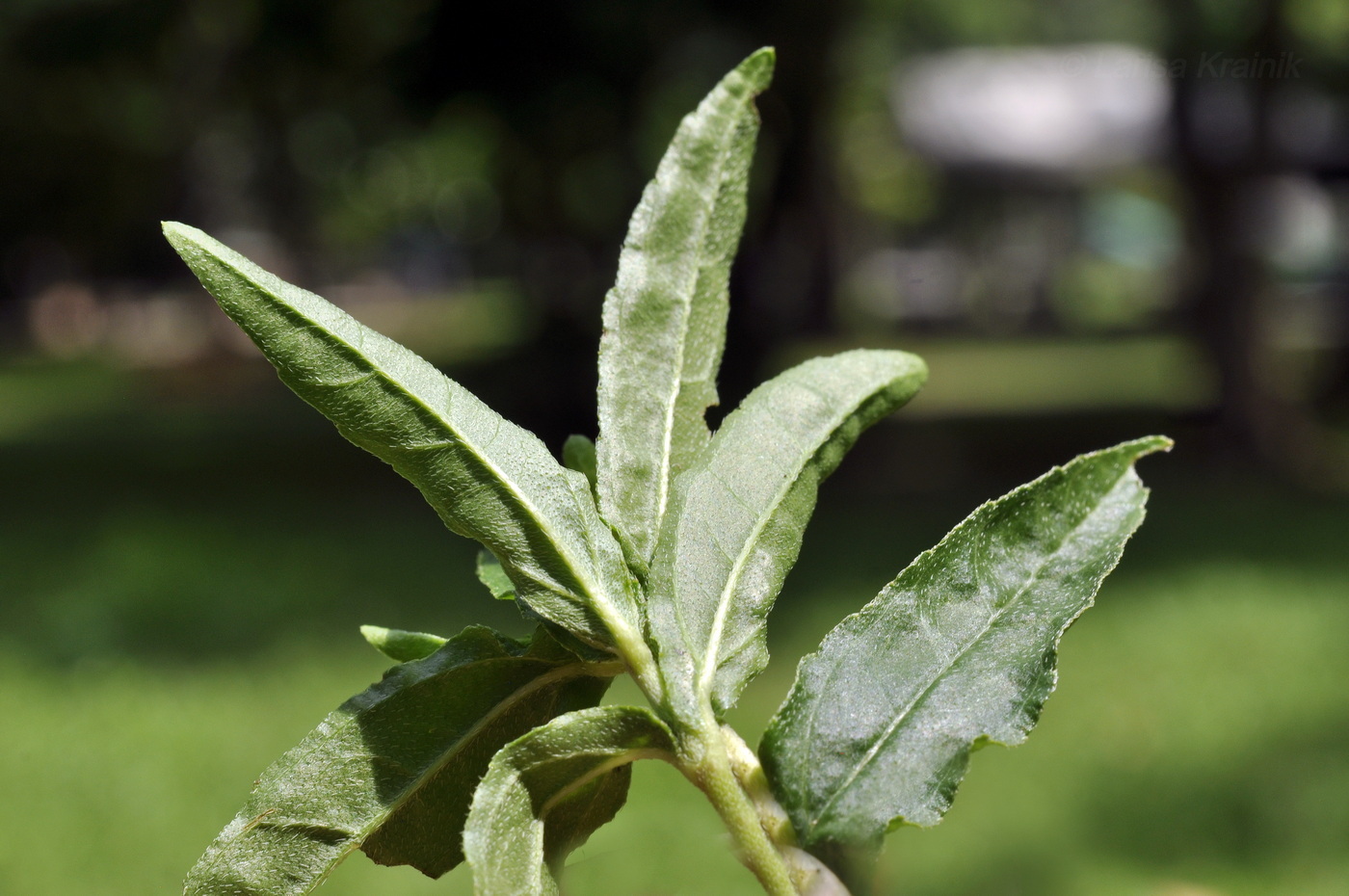 Изображение особи Eclipta prostrata.