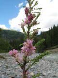 genus Myricaria. Ветвь с соцветиями. Казахстан, Восточно-Казахстанская обл., Центральный Алтай, речные наносы на правом берегу р. Белая Берель. 26 июня 2023 г.