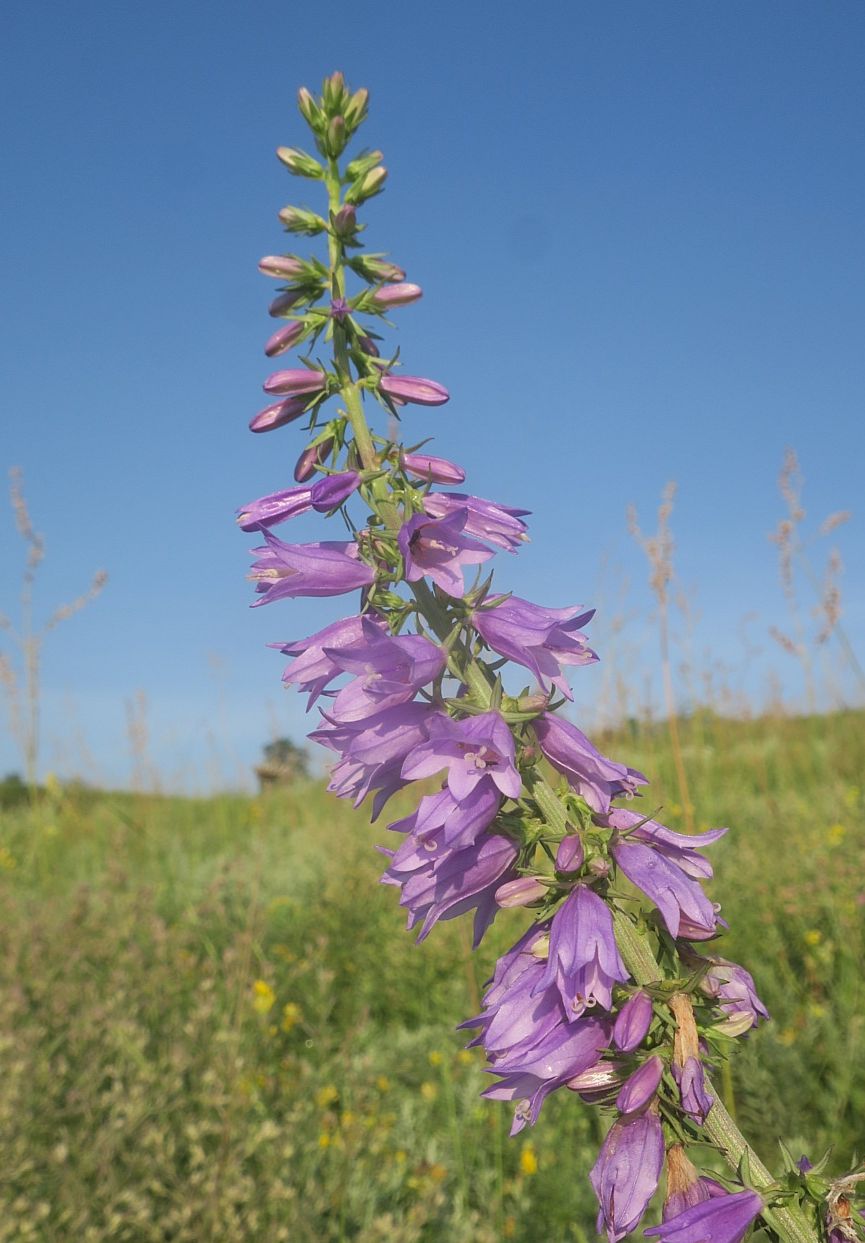 Image of Campanula bononiensis specimen.