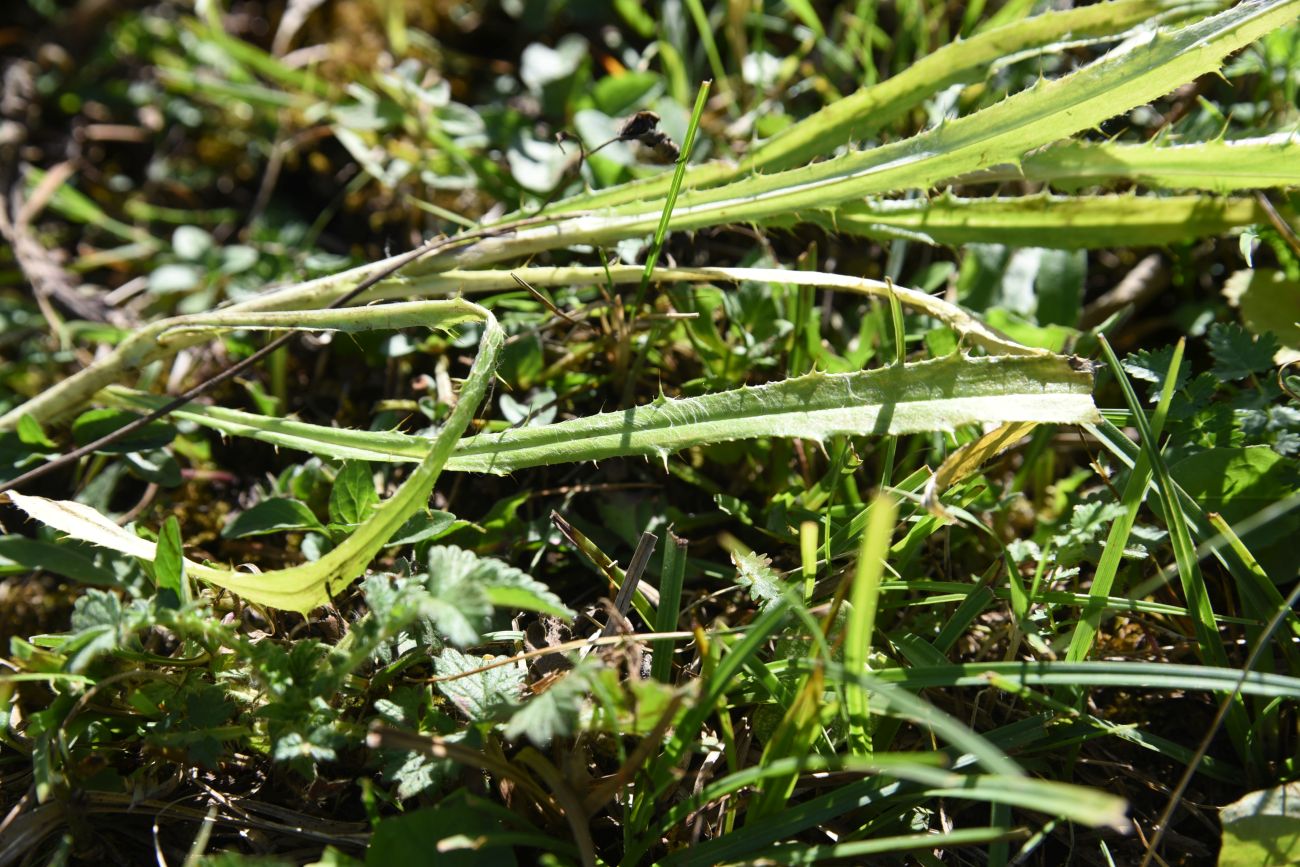 Изображение особи Carlina biebersteinii.