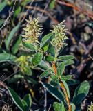 Salix glauca. Верхушка ветви с соплодиями. Красноярский край, гор. округ Норильск, пос. Снежногорск, побережье Усть-Хантайского водохранилища, каменистый берег. 27.07.2023.