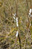 familia Poaceae. Верхушка побега с коконами насекомого(?). Оренбургская обл., Беляевский р-н, Донской сельсовет, Долгие Горы, степной склон. 5 сентября 2023 г.